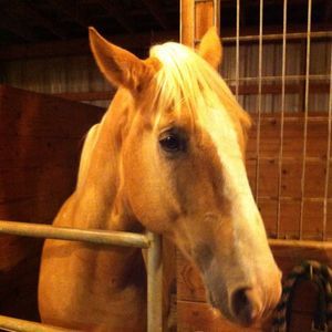 Meet your Posher, Billie